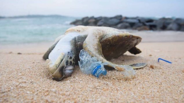 Báo cáo LHQ sự sống trên trái đất có thể bị hủy diệt hoàn toàn