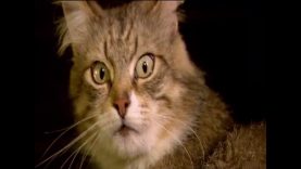 Điện hạt nhân – Sự sống sau 30 năm ở Chernobyl