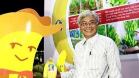 Làm VietGap chuối FOHLA vẫn xuất khẩu sang Nhật Bản, Hàn Quốc I BSA