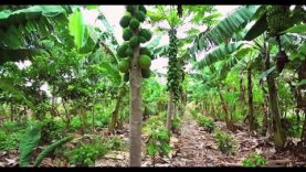 Nông nghiệp sinh thái Phương thức vượt trội hơn cả nông nghiệp hữu cơ