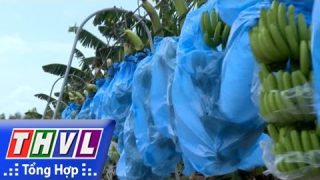 Trồng chuối xuất khẩu trên vùng đất phèn