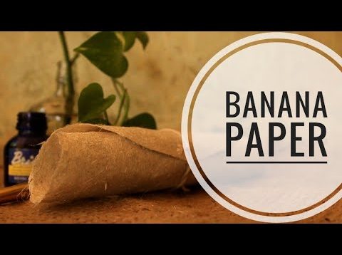 Làm giấy từ thân cây chuối