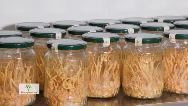 NUÔI CẤY ĐÔNG TRÙNG HẠ THẢO TỪ NHỘNG TẰM, GẠO LỨT, TRỨNG GÀ