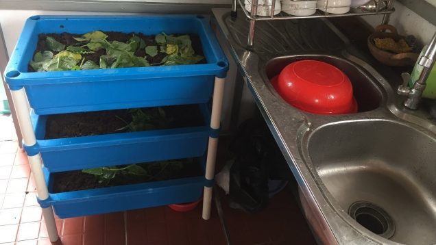 Nuôi trùn quế xử lý rác thải hữu cơ trong nhà bếp