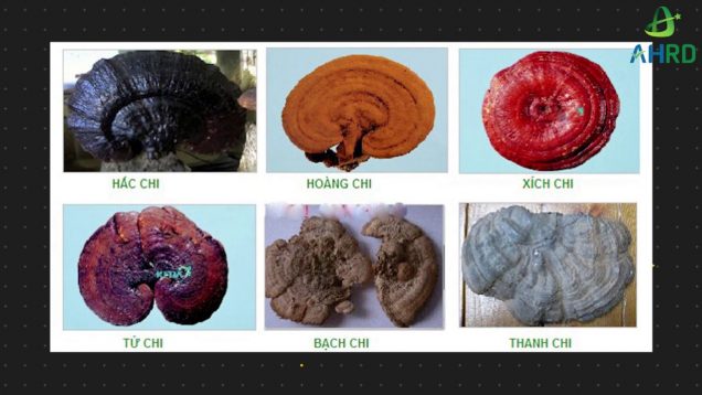 Quy trình nuôi trồng và sản xuất nấm linh chi