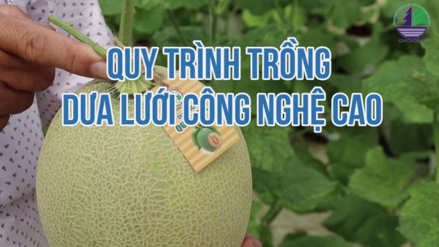 Quy trình sản xuất dưa lưới ứng dụng công nghệ 4.0