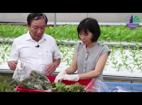 Quy trình sản xuất rau ăn lá thủy canh theo hướng hữu cơ