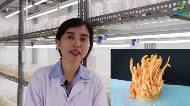 Quy trình tạo stroma nhộng trùng thảo