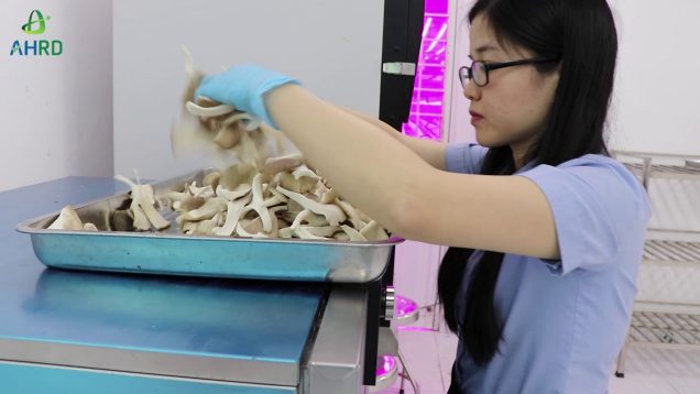 Quy trình thu hoạch, sơ chế, đóng gói, bảo quản và chế biến nấm rơm, nấm bào ngư