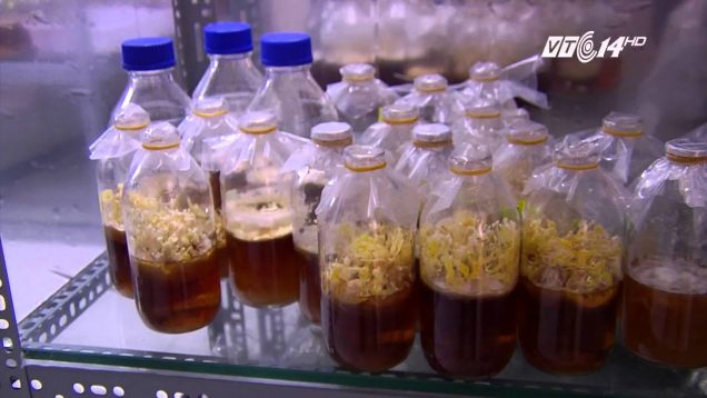 “Start – up” với đông trùng hạ thảo