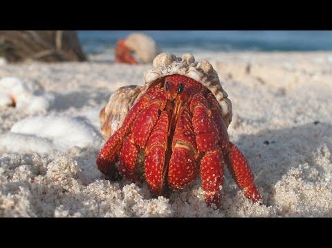 Thêm một nạn nhân nữa của nhựa: Ốc mượn hồn