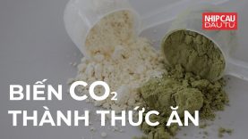 Biến CO2 thành thức ăn
