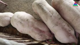 Kỹ thuật chăn nuôi heo thịt chất lượng cao