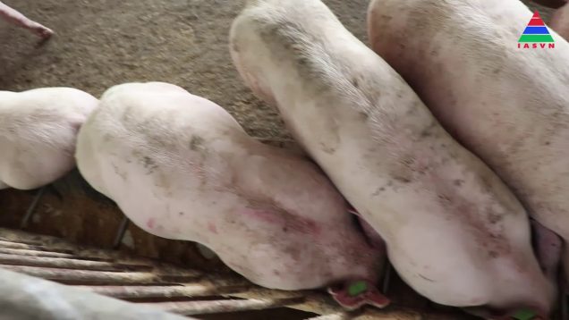 Kỹ thuật chăn nuôi heo thịt chất lượng cao