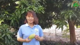 Kỹ thuật trồng, chăm sóc cây xoài và bảo quản sản phẩm sau thu hoạch