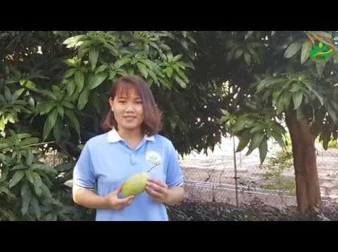 Kỹ thuật trồng, chăm sóc cây xoài và bảo quản sản phẩm sau thu hoạch