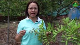 Kỹ thuật trồng, chăm sóc vườn nhãn