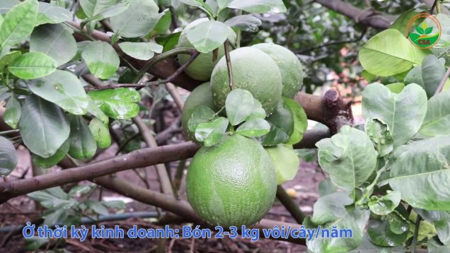 Kỹ thuật trồng và chăm sóc bưởi da xanh