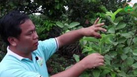 Kỹ thuật trồng và chăm sóc ổi lê Đài Loan