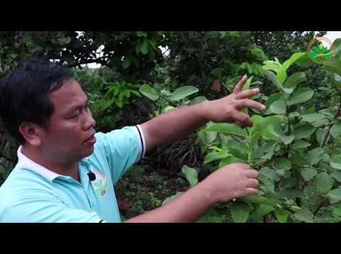 Kỹ thuật trồng và chăm sóc ổi lê Đài Loan