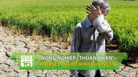 Nông nghiệp “thuận thiên” ở Đồng bằng sông Cửu Long: Vượt khó vươn lên