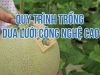 Quy trình sản xuất dưa lưới ứng dụng công nghệ 4.0