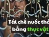Cách tái chế nước thải bằng thực vật