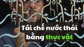 Cách tái chế nước thải bằng thực vật