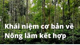 Khái niệm cơ bản về Nông lâm kết hợp