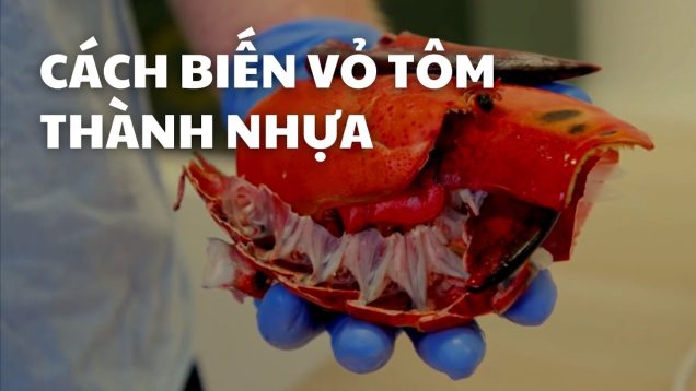 Làm thế nào vỏ tôm hùm có thể thay thế nhựa dùng một lần