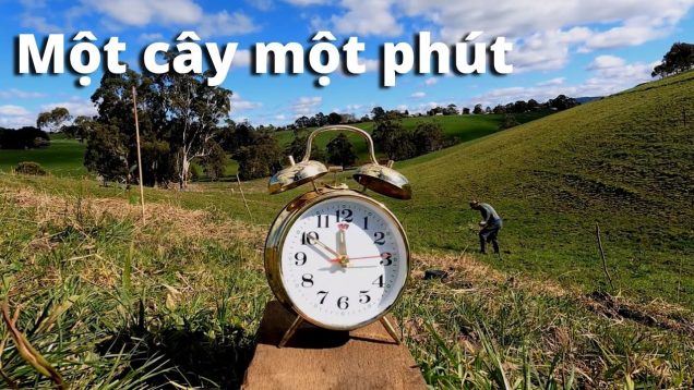 Trồng một khu rừng nhỏ trong 24h (1440 cây