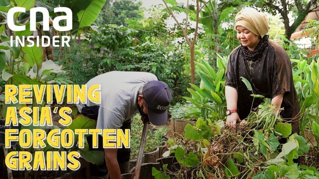 Better Than Rice? Traditional Crops That Taste Good, Can Resist Drought & Floods | Forgotten Palate