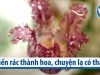 Biến rác thành hoa, chuyện lạ có thật
