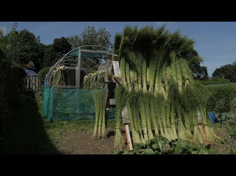 Flax to linen: from sowing to sewing